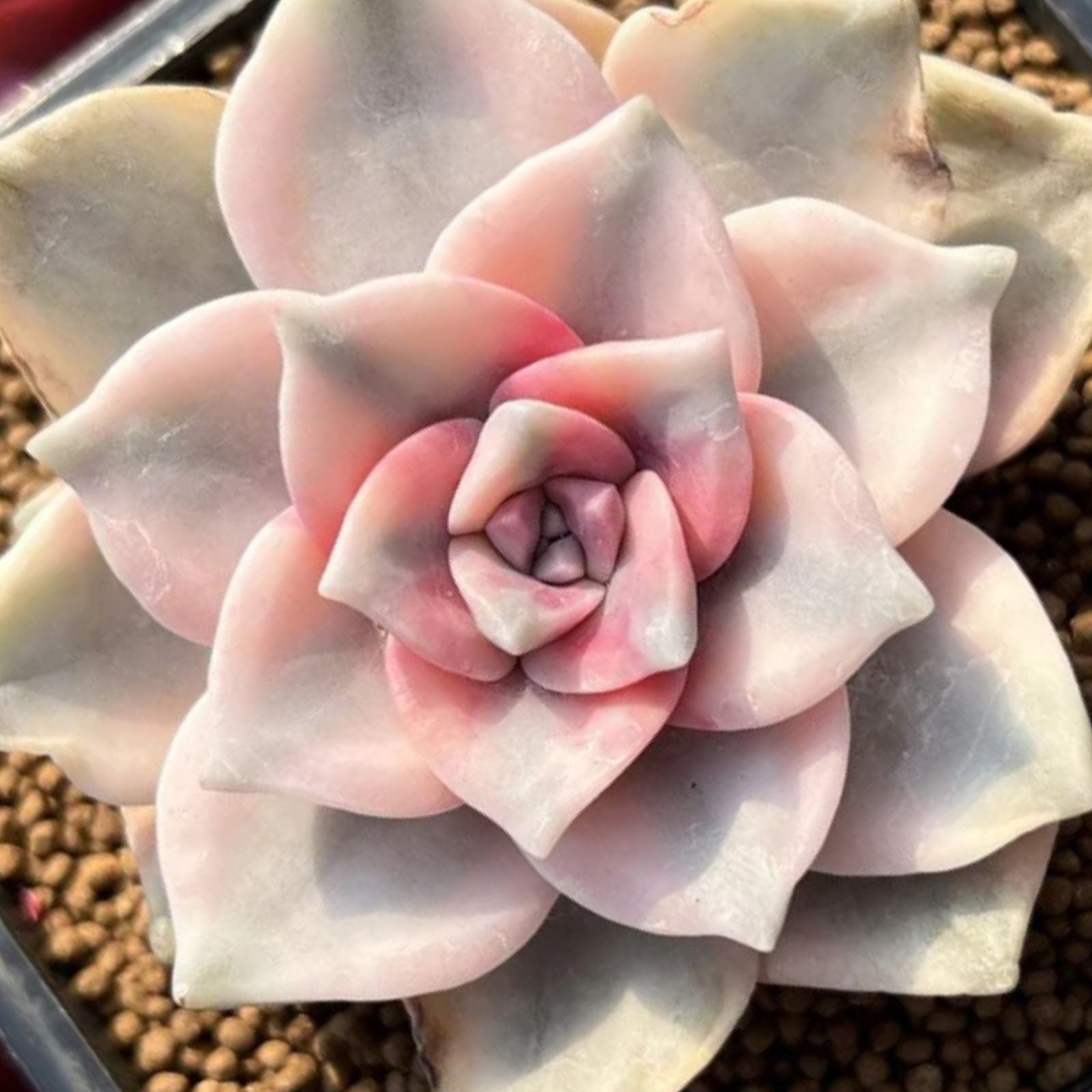 Graptopetalum Purple Delight Succulent Cuttings 2 Rooted Plants Indoor Houseplant Easy Care Low Maintenance