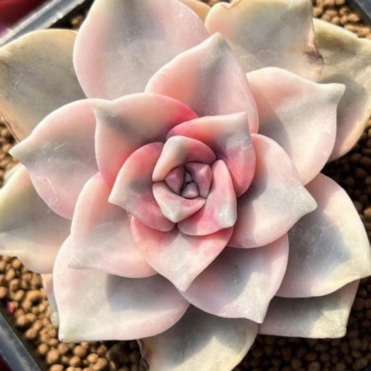 Graptopetalum Purple Delight Succulent Cuttings 2 Rooted Plants Indoor Houseplant Easy Care Low Maintenance