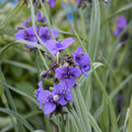 Tradescantia Plant - Concord Grape Variety - Purple Flowers - Spiderwort - Hardy Perennial - Fast Shipping