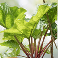 Victoria Red Rhubarb Seeds - 50 Perennial Planting Seeds for Easy Growth - Rheum rhabarbarum