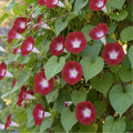 Scarlet O'Hara Morning Glory Seeds – Ipomoea purpurea, vibrant blooms, fast-growing flowering plant, garden starter seeds, live plant cuttings