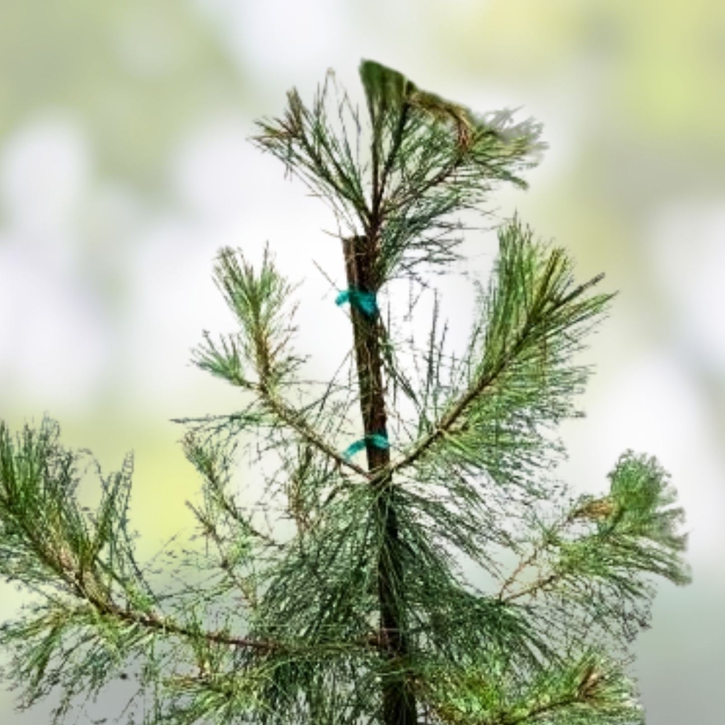 Loblolly Pine Seedlings 5-Pack | Pinus taeda Live Plants | Fast Growing Southern Pines for Reforestation Privacy Landscaping
