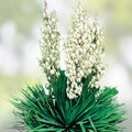 Yucca filamentosa Adam's Needle Bare Root 12" Indoor Outdoor Garden Plant White Flower Live Houseplant