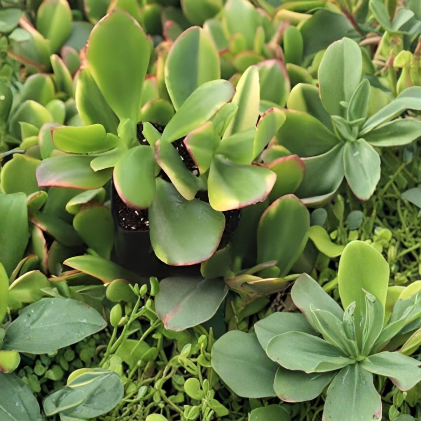 Jade Lemon Lime Plant Starter Cuttings Citrus x limonia Indoor Outdoor Live Houseplant 4-6 Inches