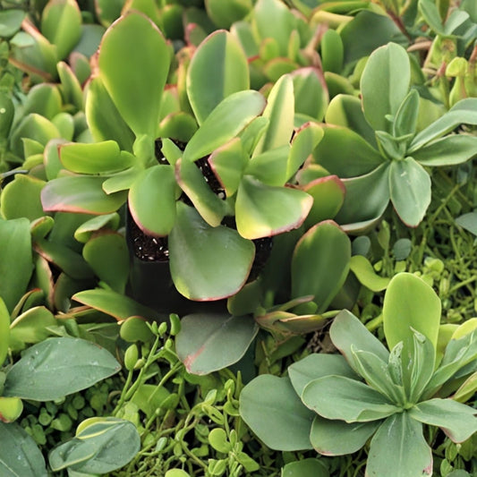 Jade Lemon Lime Plant Starter Cuttings Citrus x limonia Indoor Outdoor Live Houseplant 4-6 Inches