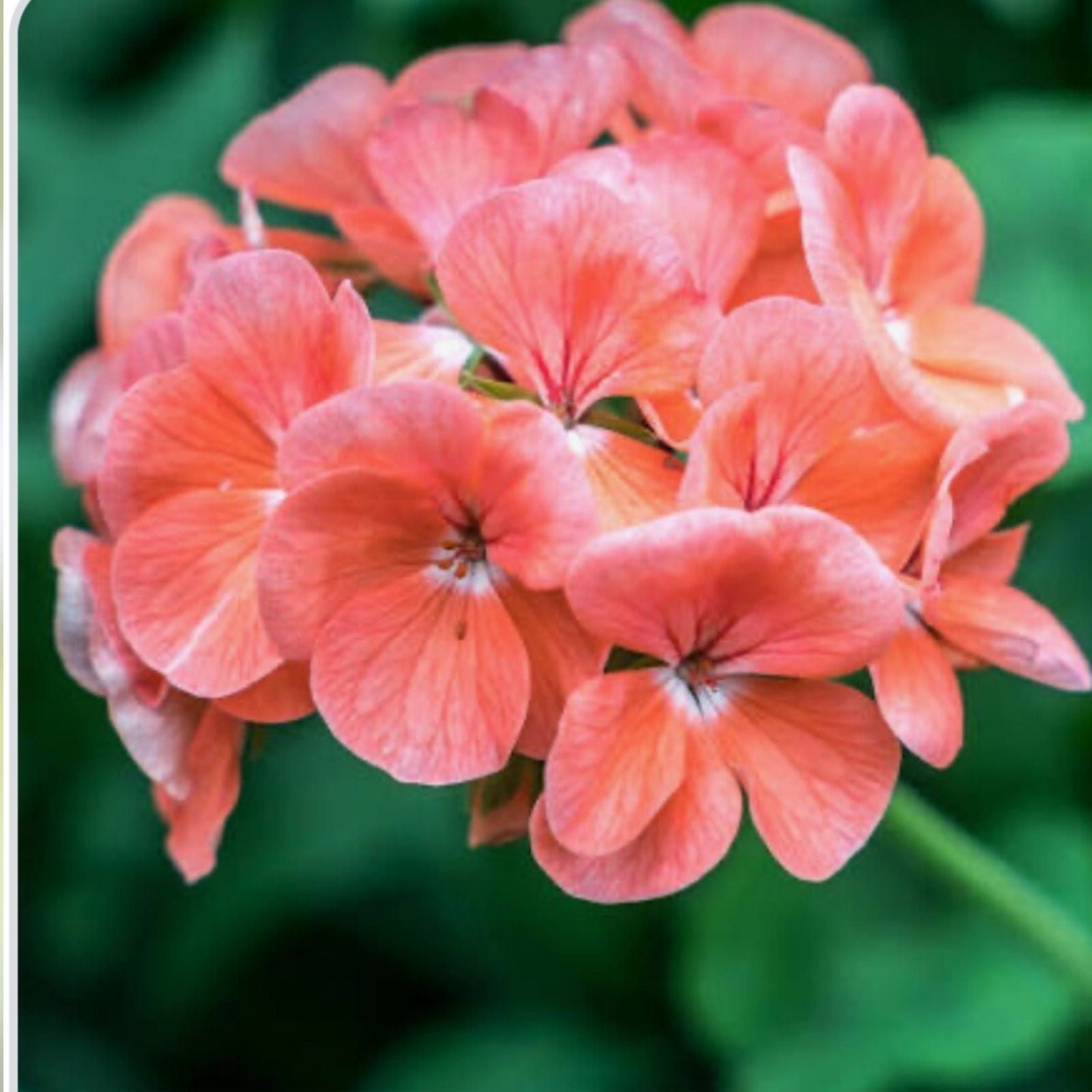 Coral Zonal Geranium Pelargonium Stem Cuttings 10 Pack Live Plant for Gardening Indoor Planting Rooting Starter