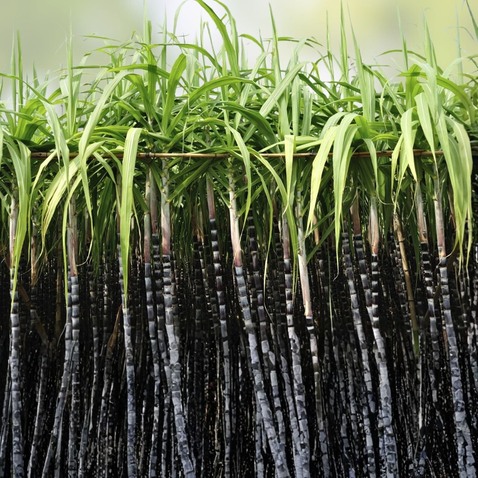 Louisiana Sugar Cane Cuttings 10 Buds Saccharum spontaneum Live Plant Starter Bare Root Houseplant