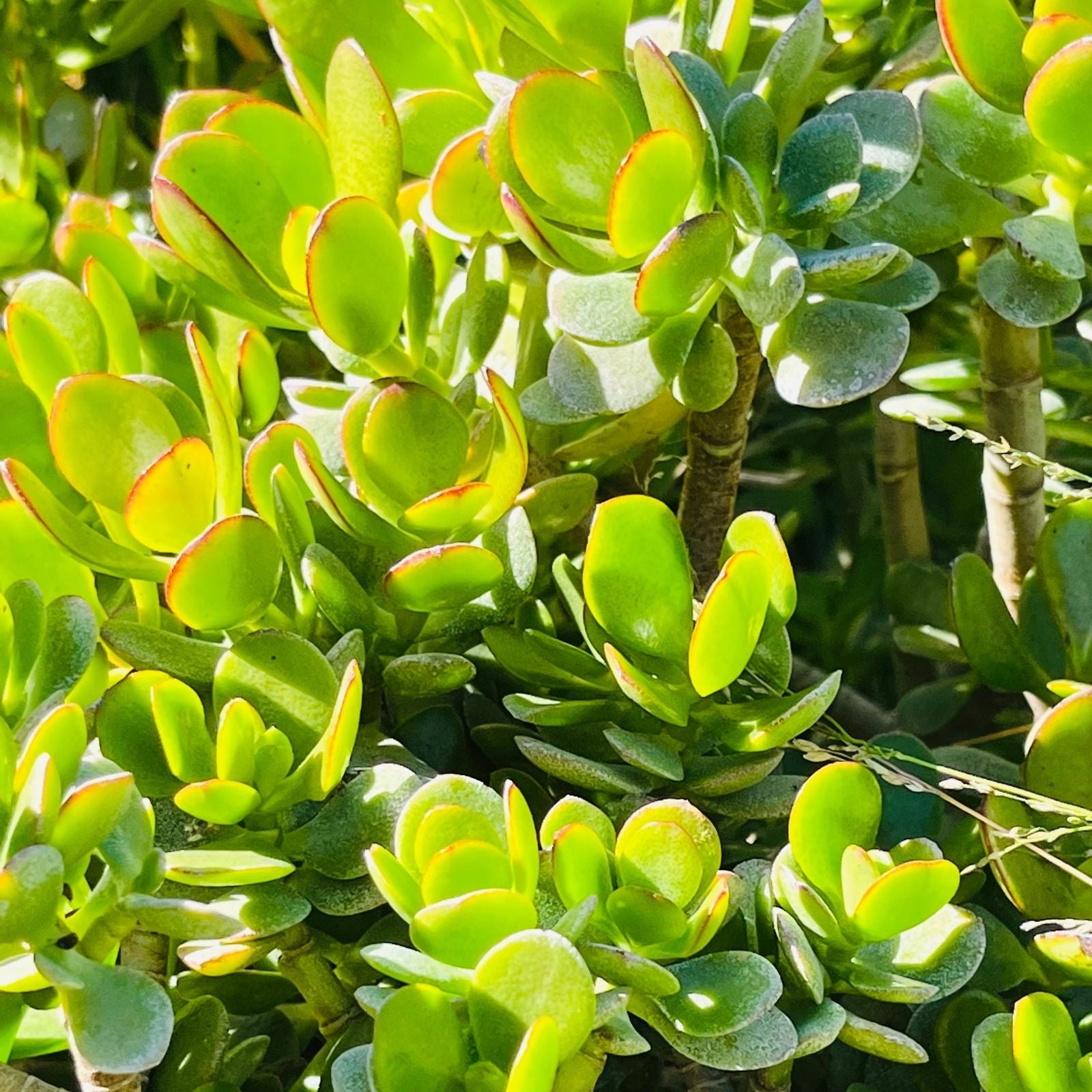 Green Jade Succulent Cuttings Crassula Ovata Money Plant Starter Live Indoor Garden
