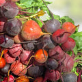 Ruby Queen Heirloom Beet Seeds 100+ Non-GMO Dark Red Beta vulgaris Starter Plants for Gardening Cooking