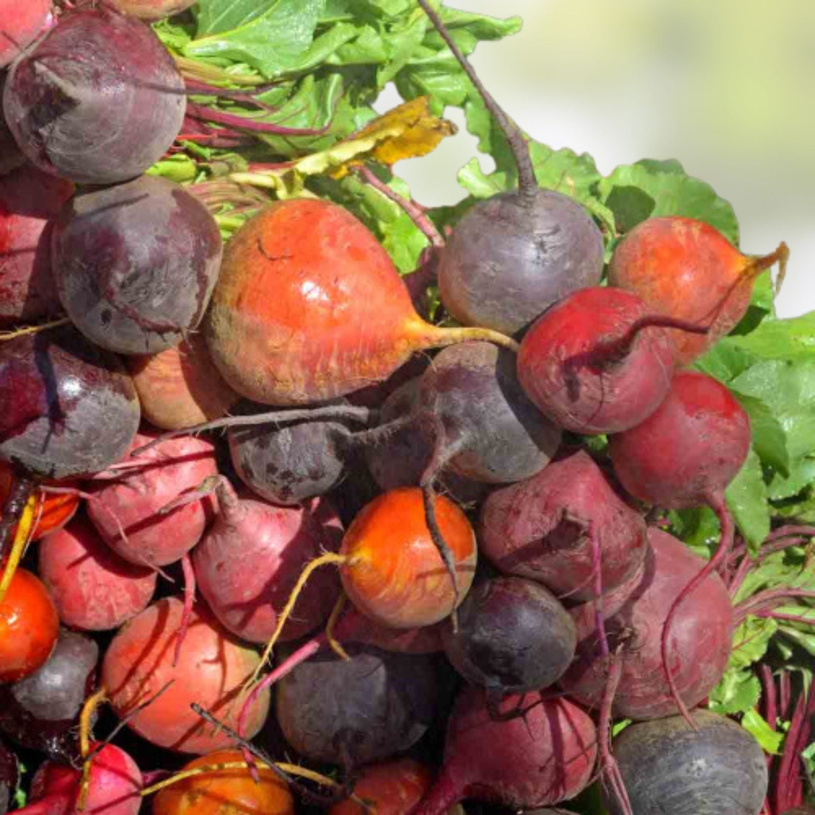 Ruby Queen Heirloom Beet Seeds 100+ Non-GMO Dark Red Beta vulgaris Starter Plants for Gardening Cooking