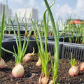 English Shallot Rose Cuttings – 3 Fresh Allium ascalonicum for Culinary Gardens and Home Planting
