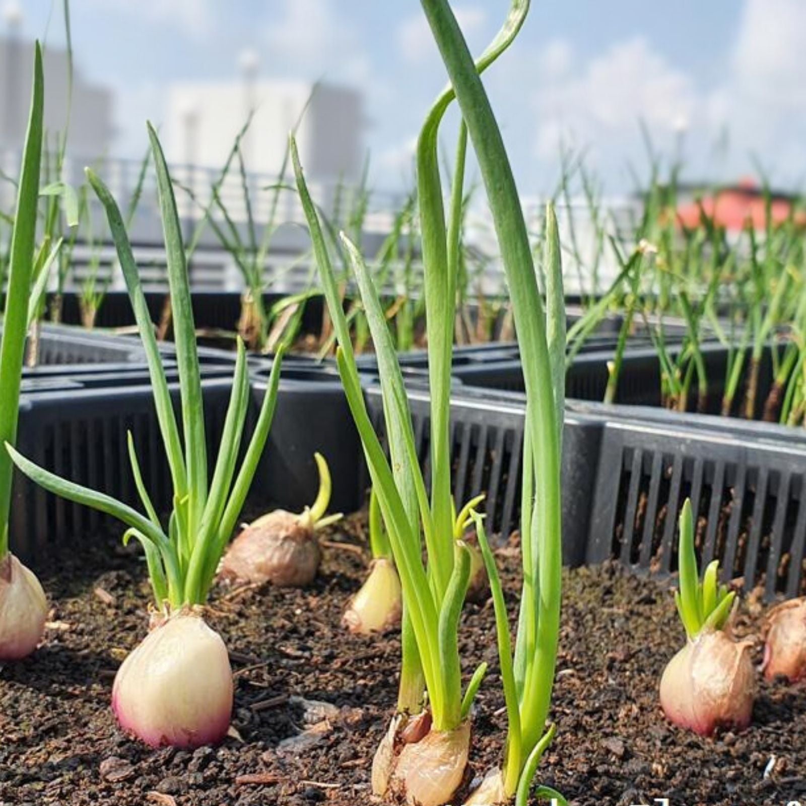 English Shallot Rose Cuttings – 3 Fresh Allium ascalonicum for Culinary Gardens and Home Planting