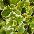 Succulent Cuttings Plectranthus Coleoides Variegata Swedish Ivy 3 Live Indoor Plants Easy Care Starter Plant