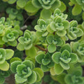 Vicks Plant Cutting Plectranthus Tomentosa Herb Aromatherapy Indoor Garden Starter Live Plant