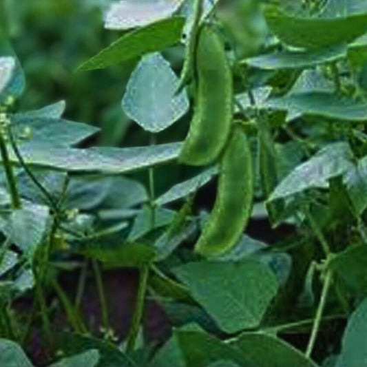 Lima Bean Seeds Henderson Bush Phaseolus lunatus Non-GMO Vegetable Seeds 20+ Starter Plants