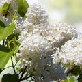 Early White Lilac Seeds – 50+ Syringa vulgaris for Bonsai, Fragrant, Hardy Ornamental Flowering Plant, Fast Shipping