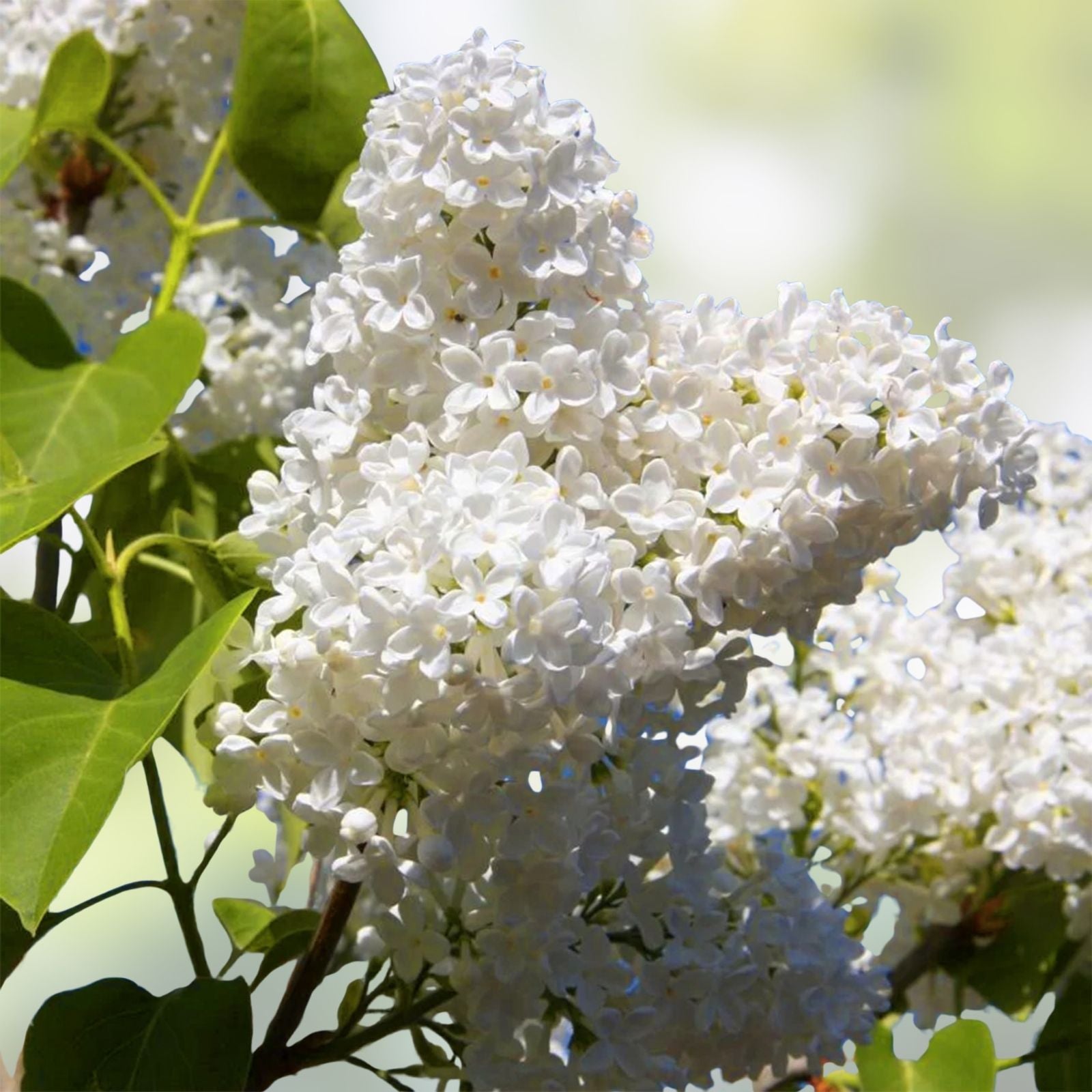 Early White Lilac Seeds – 50+ Syringa vulgaris for Bonsai, Fragrant, Hardy Ornamental Flowering Plant, Fast Shipping