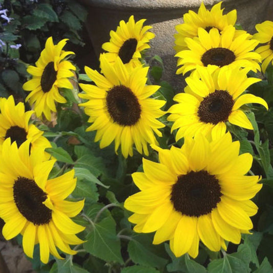 Lemon Queen Sunflower Seeds 100 Count | Helianthus annuus Bright Yellow Flower Seeds for Garden Planting