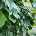 American Elm Tree Cuttings 8-Pack Non-Rooted Live Plant Clippings Ulmus americana for Planting