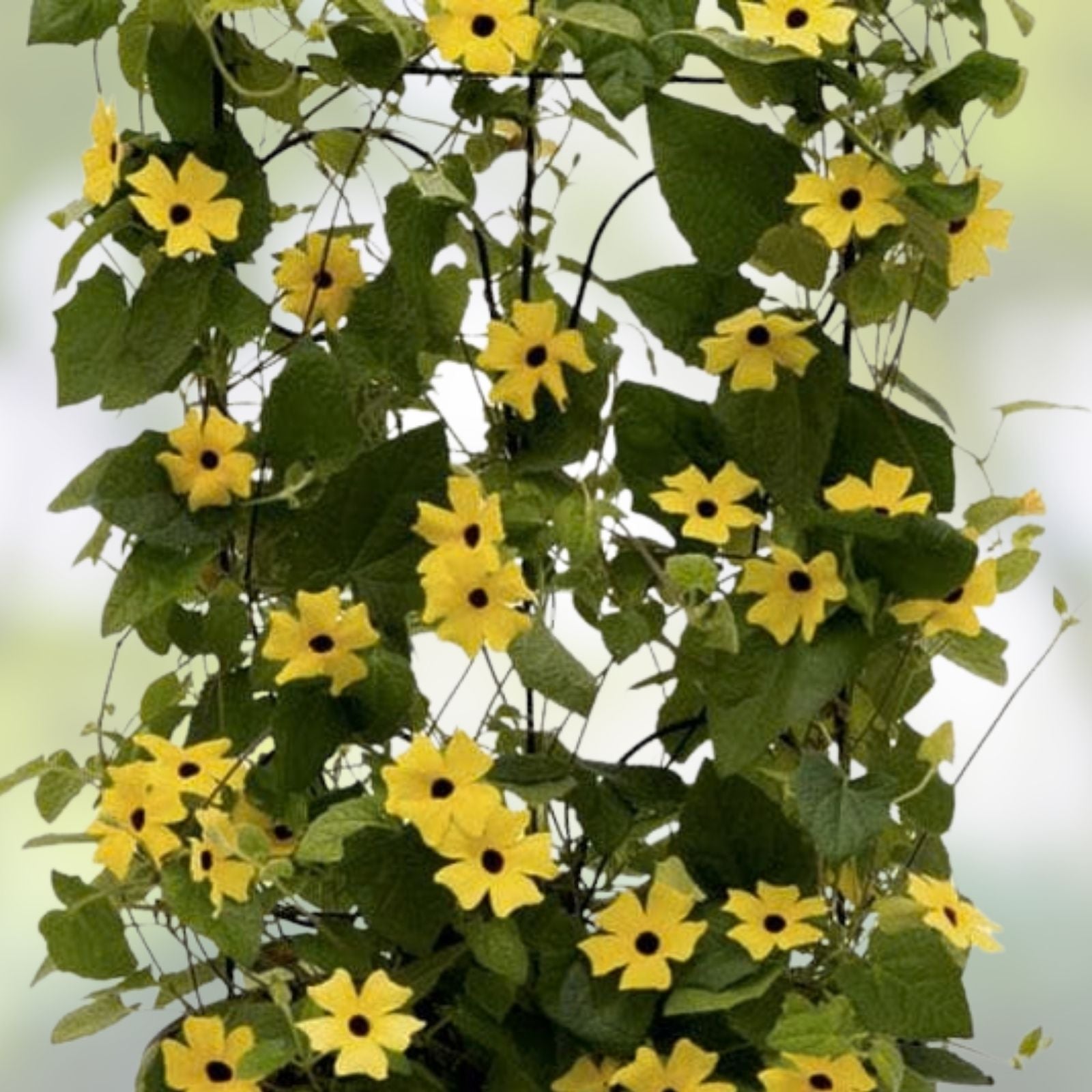 Blue Climbing Vine Seeds 50 Pack – Thunbergia alata, Ornamental Flower Seeds for Landscaping, Garden, Fast Growing Climber