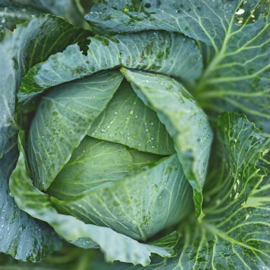 Heirloom Charleston Wakefield Cabbage Seeds Non-GMO Vegetable Starter Plant 25+ Brassica oleracea