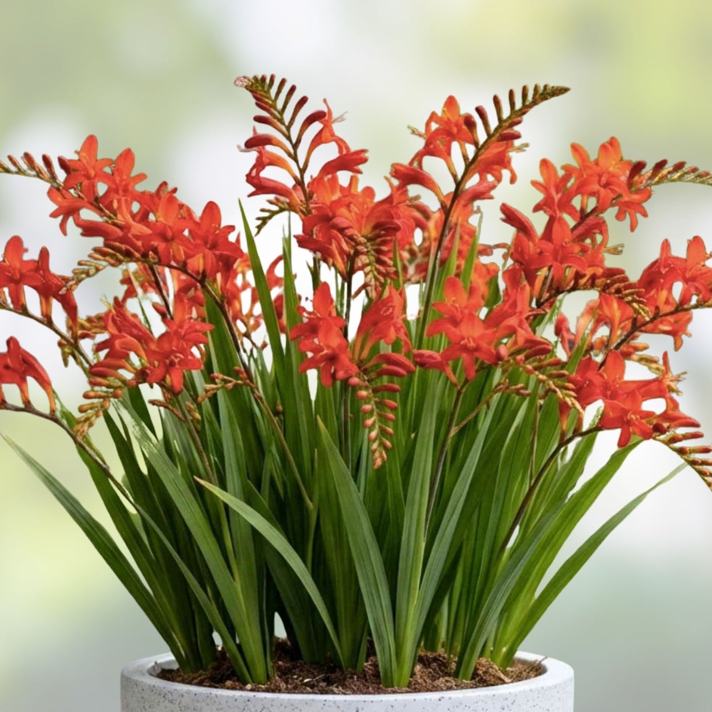 Crocosmia Flower Bulbs Mixed Color – Live Garden Planting Bulbs, Easy to Grow, Crocosmia spp.