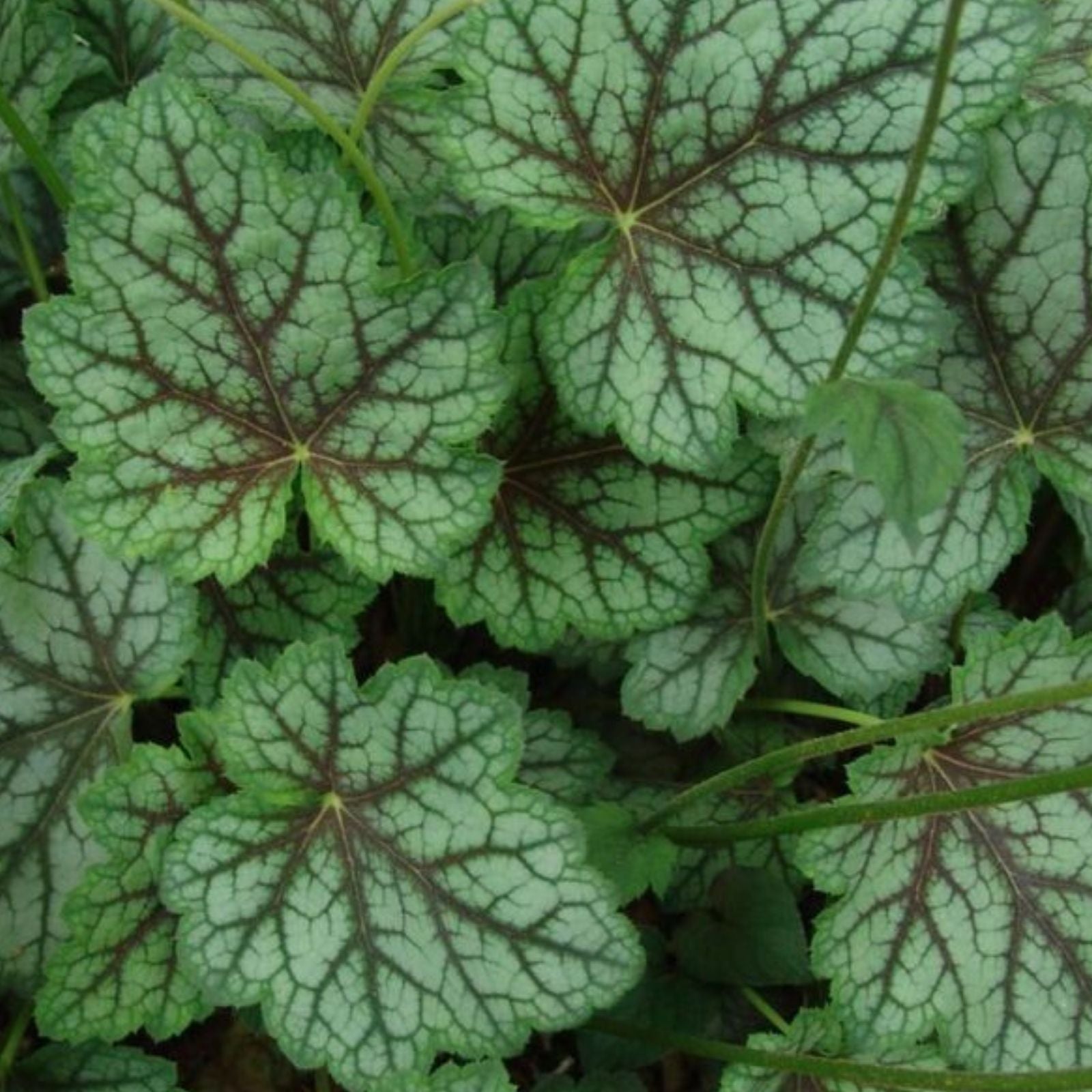 Heuchera Dale's Strain Coral Bells Bare Root Plant – Silver Blue Foliage Drought Tolerant Perennial Ground Cover