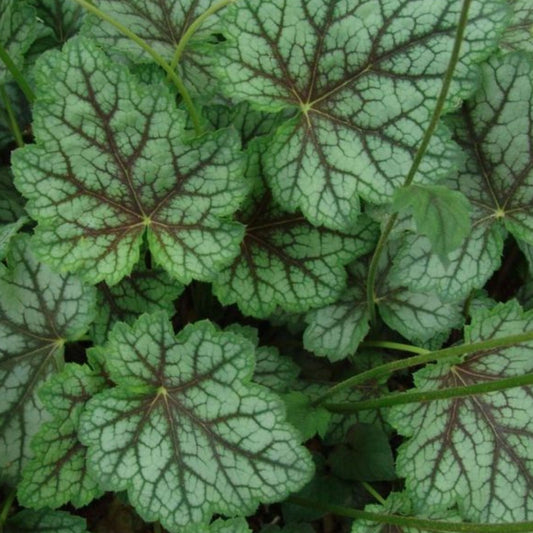 Heuchera Dale's Strain Coral Bells Bare Root Plant – Silver Blue Foliage Drought Tolerant Perennial Ground Cover