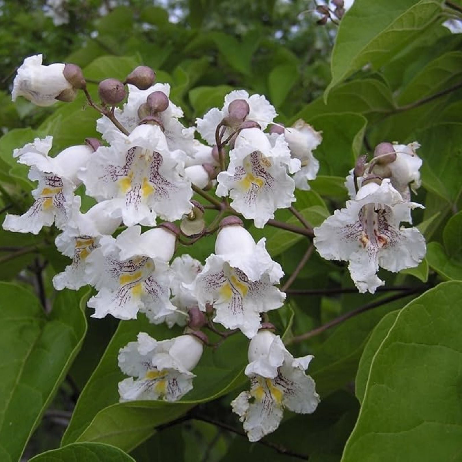 Catalpa Tree Seeds 50 Count - Large Leaves, Stunning Flowers - Catalpa bignonioides - Ornamental Tree Seeds for Gardening