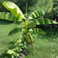 Double Mahoi Banana Tree Starter Plant - Musa acuminata Tropical Indoor Outdoor Live Plant, Small Rooted Cutting