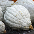 Blue Hubbard Squash Seeds Organic 10 Heirloom Cucurbita maxima Live Plant Bare Root Starter Seed