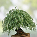Chinese Weeping Willow Bonsai Cutting - Live Plant for Gardening and Landscaping - Salix babylonica - Fast Growing Tree