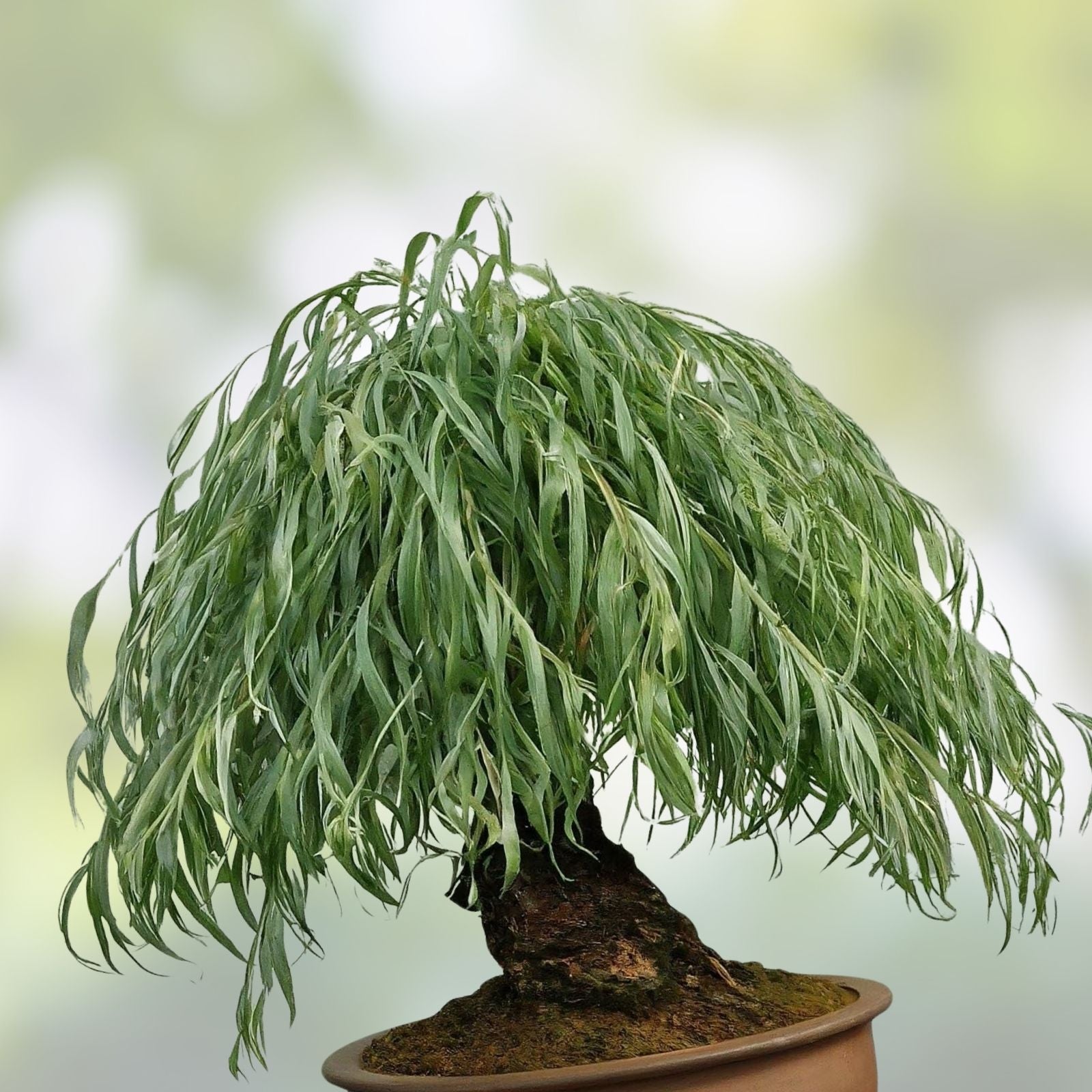 Chinese Weeping Willow Bonsai Cutting - Live Plant for Gardening and Landscaping - Salix babylonica - Fast Growing Tree