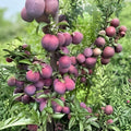 Wild Plum Tree Live Plant Set of 2 – Fruit-Bearing Ornamental Trees, 2-3 Years Old, Prunus spp.