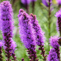 Liatris Spicata Bulbs 10 Pack Purple Blazing Star Perennial Drought Tolerant Butterfly Attracting Live Plant