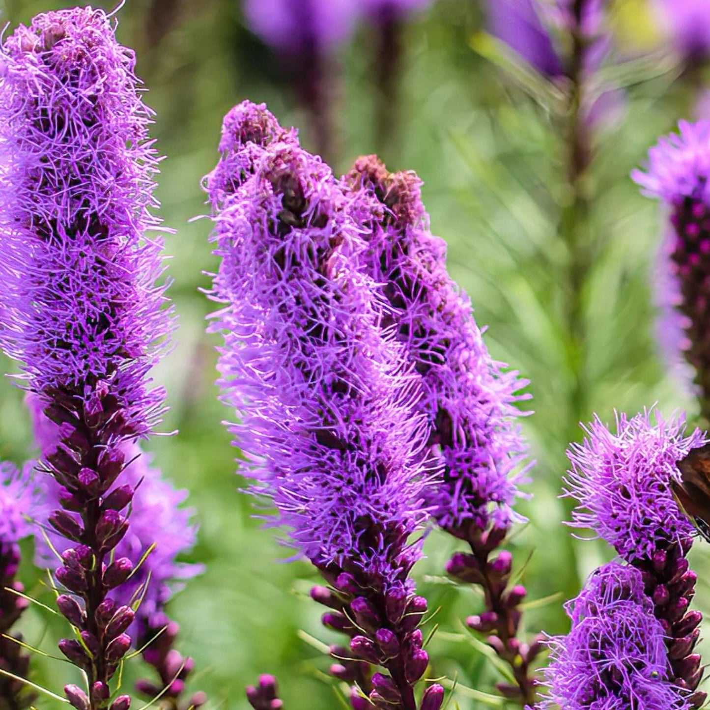 Liatris Spicata Bulbs 10 Pack Purple Blazing Star Perennial Drought Tolerant Butterfly Attracting Live Plant