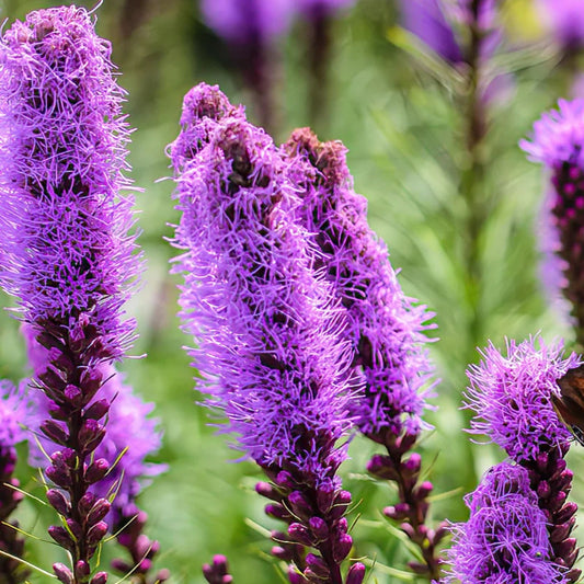 Liatris Spicata Bulbs 10 Pack Purple Blazing Star Perennial Drought Tolerant Butterfly Attracting Live Plant