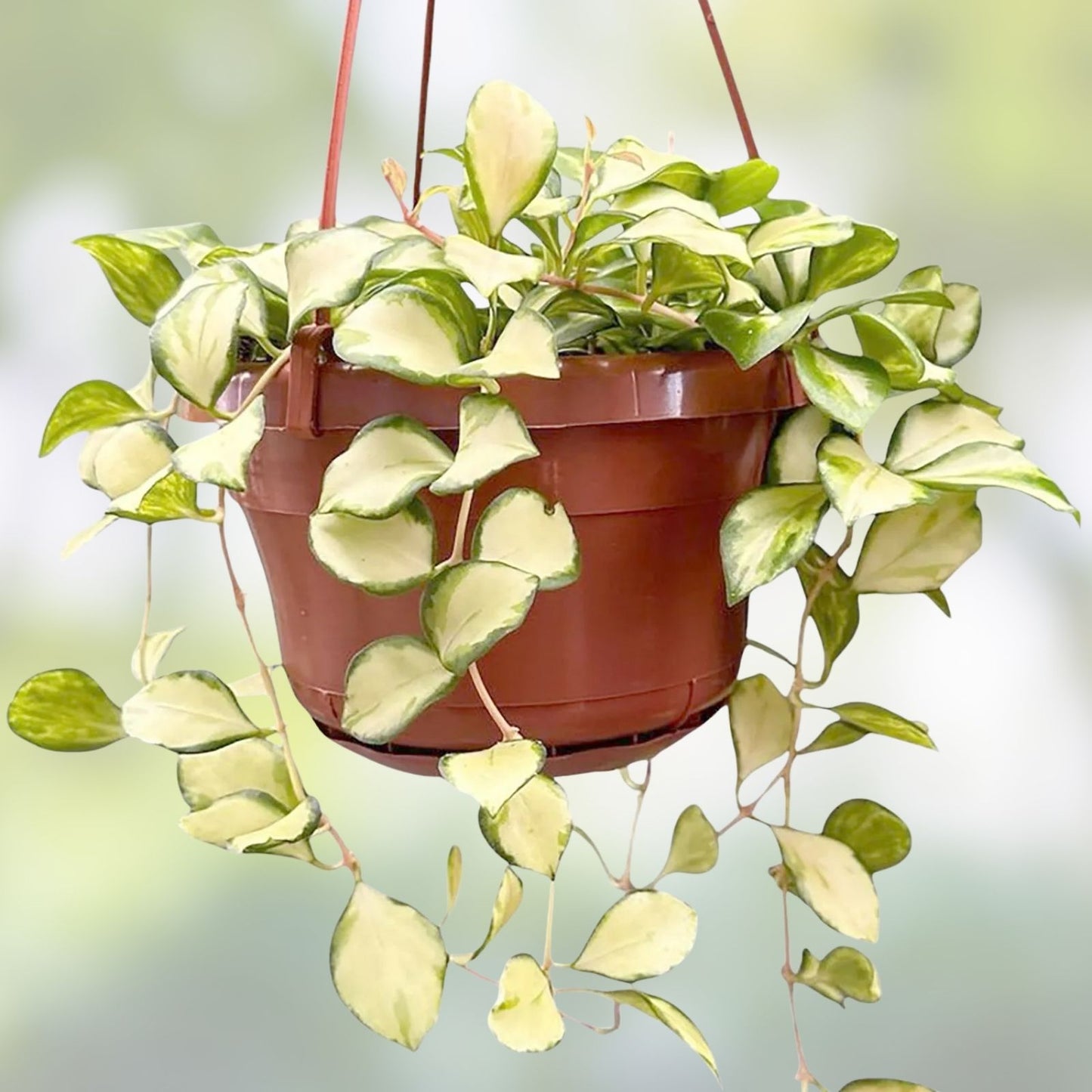 Hoya heuschkeliana Cutting - Live Trailing Houseplant - Indoor Tropical Vine - Easy Care Hoya Plant