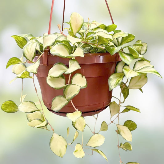 Hoya heuschkeliana Cutting - Live Trailing Houseplant - Indoor Tropical Vine - Easy Care Hoya Plant