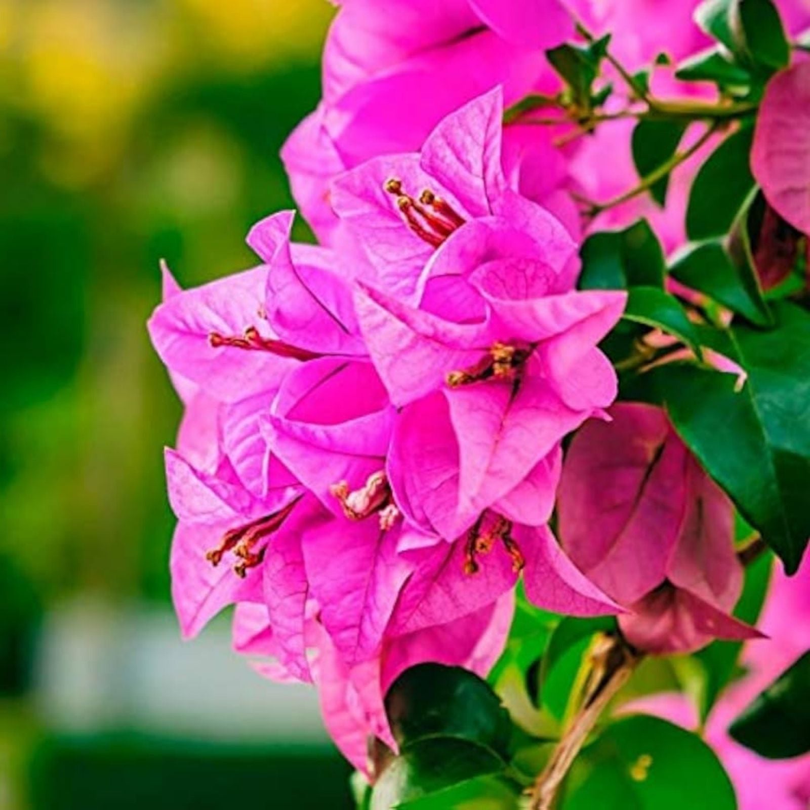 Fuchsia Pink Bougainvillea Live Cuttings - 6" Unrooted Flowering Bush Shrub - Bougainvillea spp. Fresh Stock