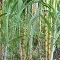Rooted Sugarcane Cuttings 3 Pack | Tropical Plant Saccharum officinarum | Live Plant, Starter, Juicy, Sweet, Bare Root