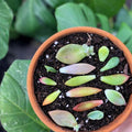 Succulent Plant Leaves for Propagation – Assorted Varieties, Live Cuttings, Gift for Plant Lovers, Starter Plants, Houseplants