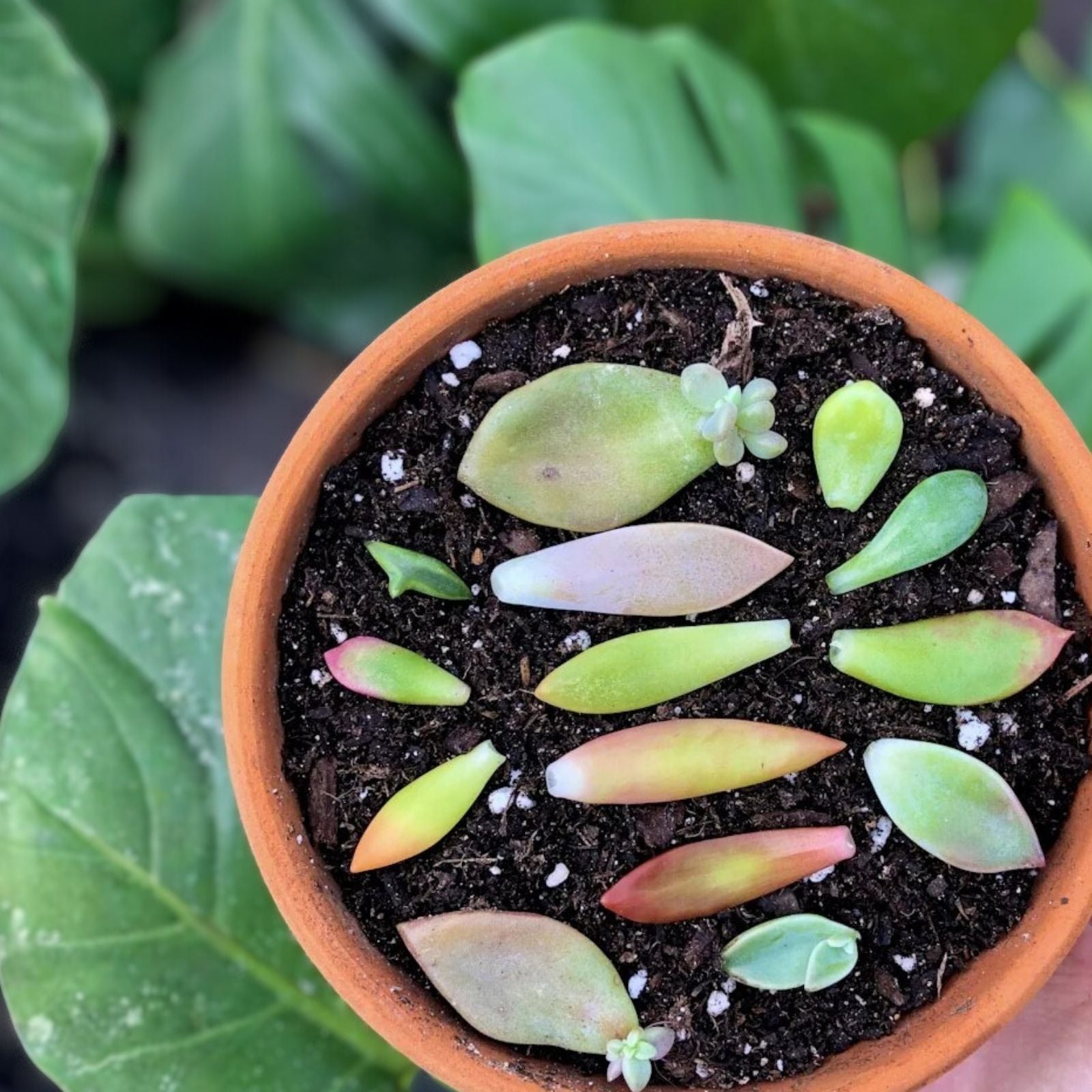 Succulent Plant Leaves for Propagation – Assorted Varieties, Live Cuttings, Gift for Plant Lovers, Starter Plants, Houseplants
