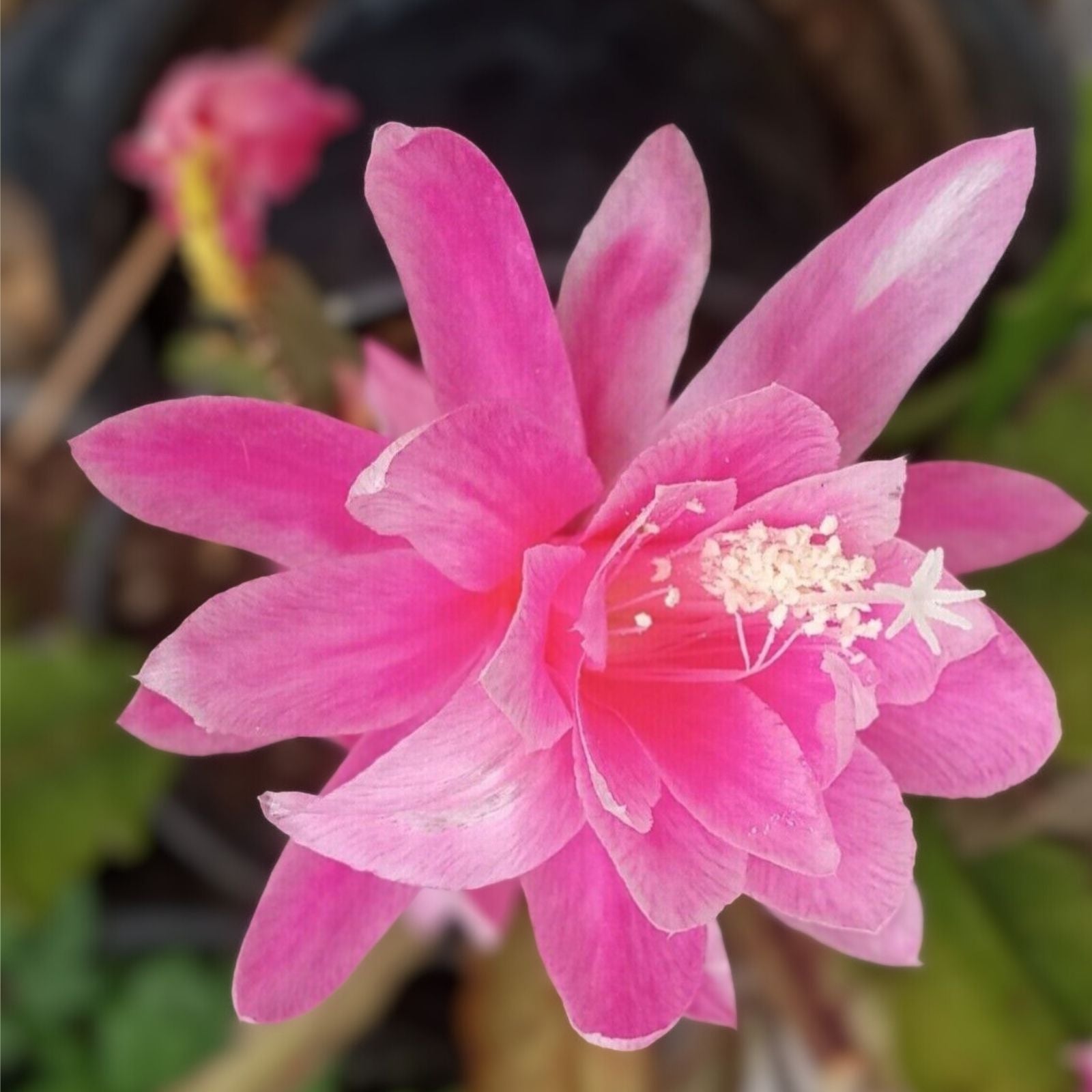 Epiphyllum Cuttings 8-10 Inches Felcino Filou Cactus Plant Unrooted Succulent Propagation
