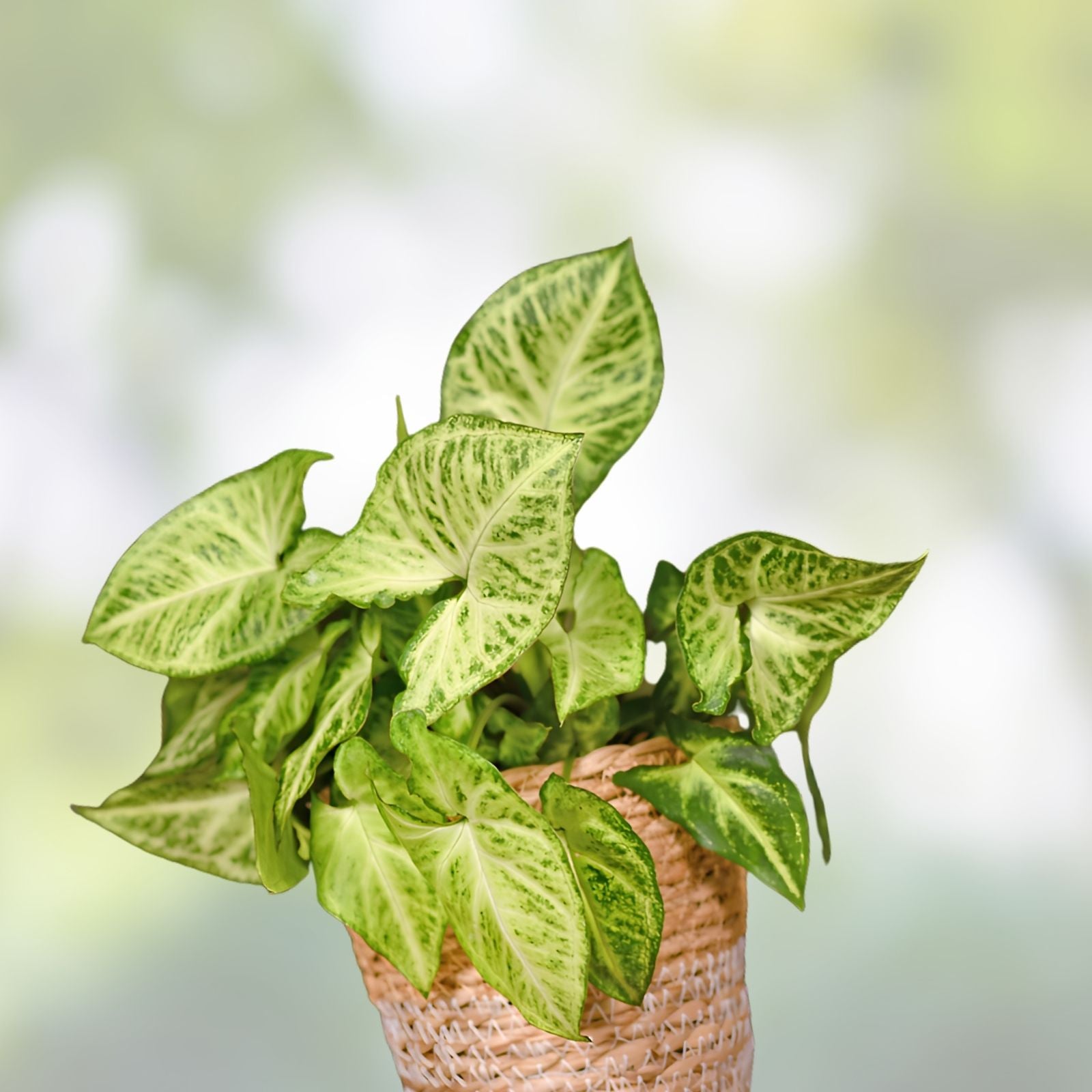 Arrowhead Vine Cuttings - 20 Rooted Plants - Syngonium Podophyllum Indoor Houseplant - Easy to Grow Decorative Foliage