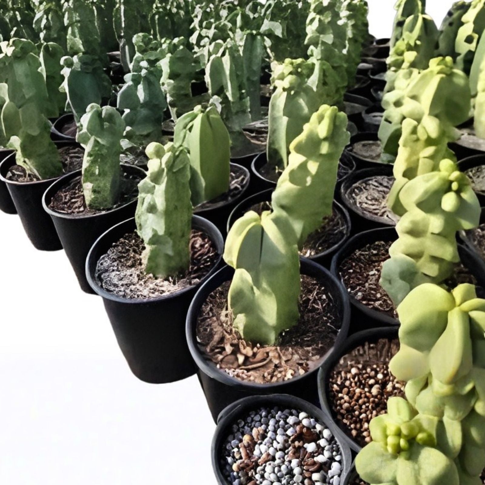 Astrophytum Obesa Cactus Cuttings 9.5-12 inches, Succulent Plant, Easy Care Indoor Houseplant, Bare Root Starter Plant