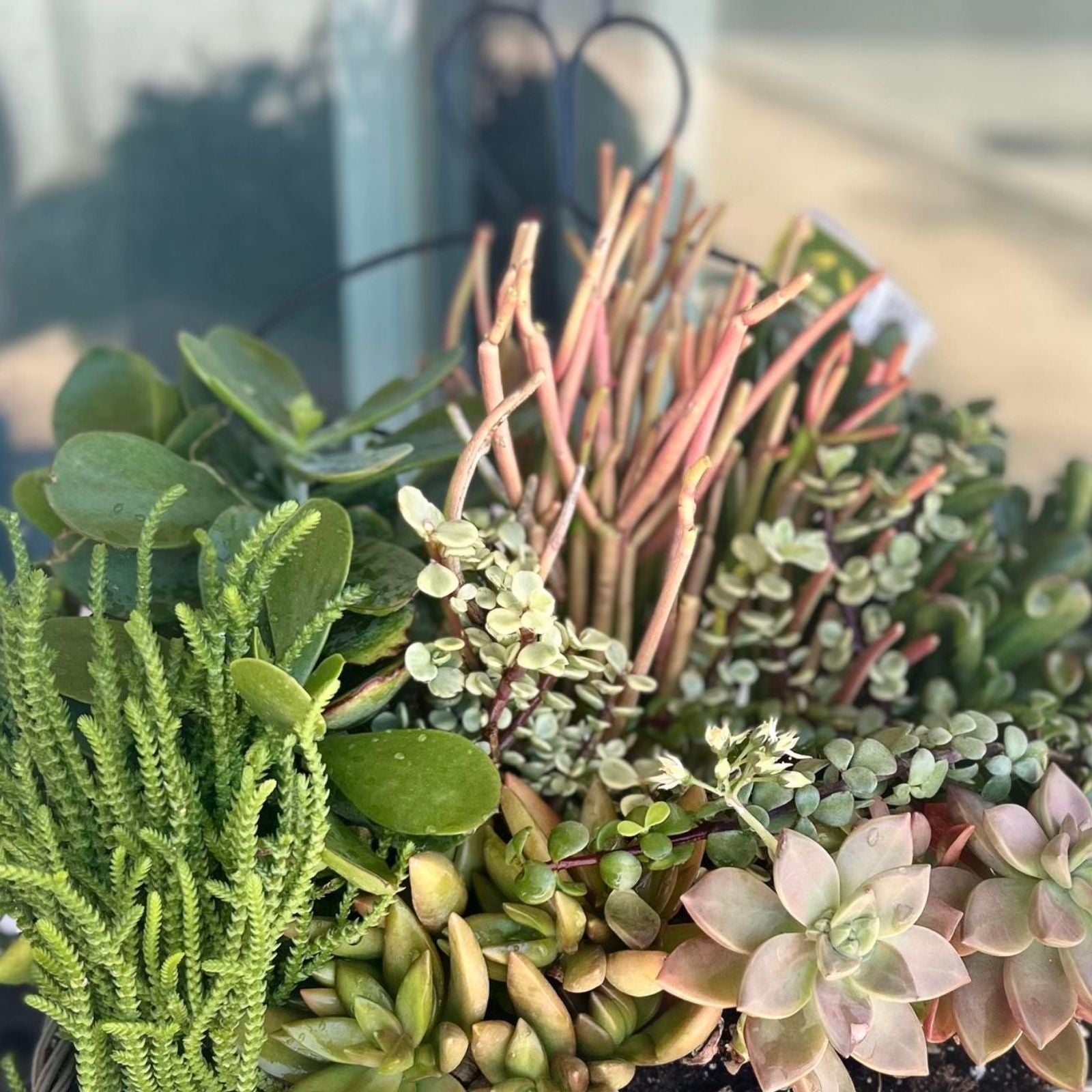 Sedum Adolfii Succulent Cuttings - Live Plant, Easy Care, Green, Houseplant, Starter Plant, Craft, Arrangement