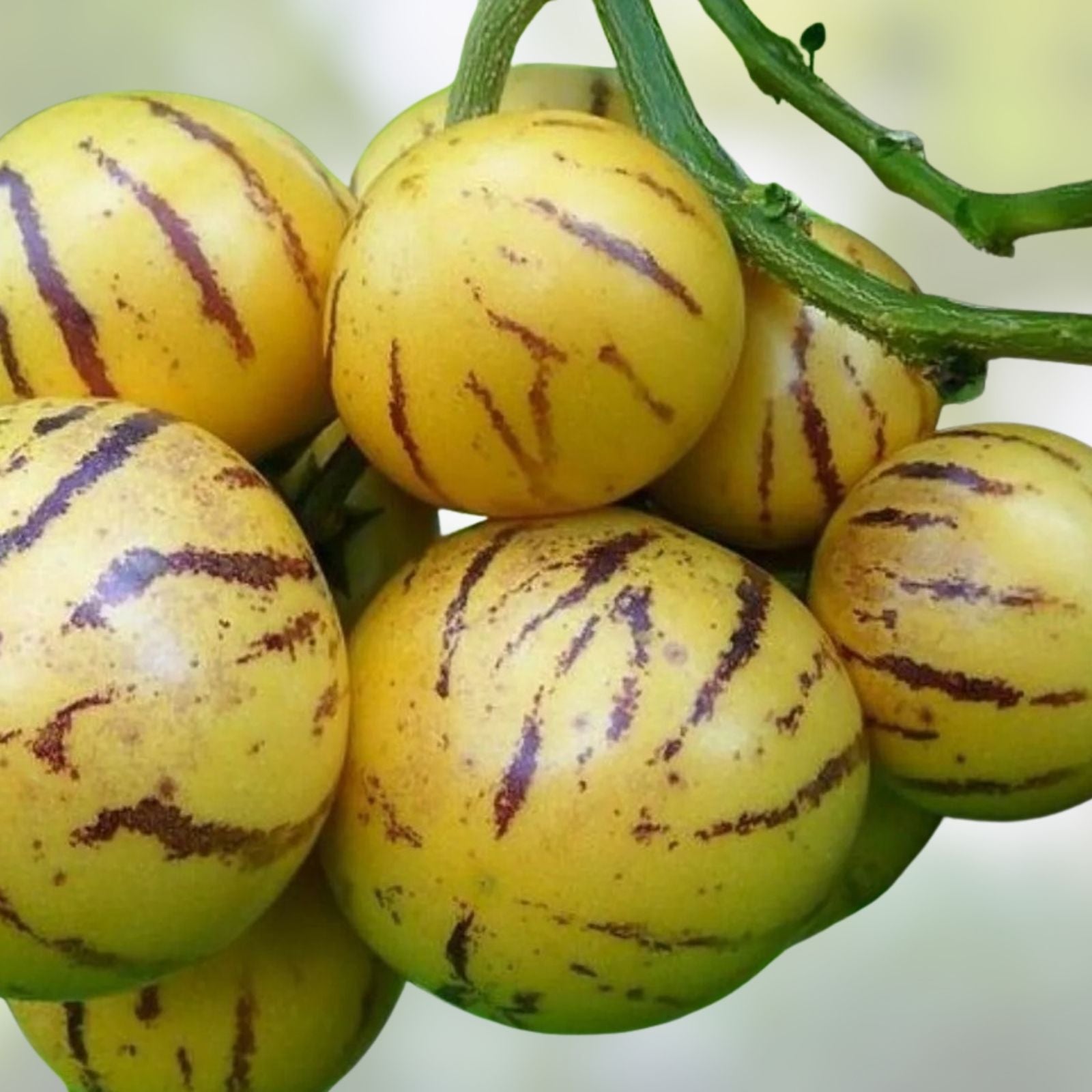 Pepino Melon Cuttings 8 Varieties | Edible Fruit Plant | Solanum muricatum | Live Starter Plant | Houseplant | Bare Root