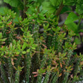 Pereskiopsis spathulata Grafting Stock Cuttings 4-5 Inch for Cacti Succulent Propagation Qty 20