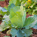 Early White Vienna Kohlrabi Seeds – Heirloom Non-GMO Brassica oleracea var. gongylodes Vegetable Garden Seed 100 Seeds